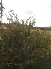 Prosopis denudans