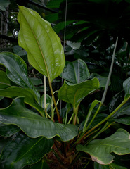 Anthurium ovatifolium
