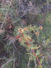 Prosopis denudans