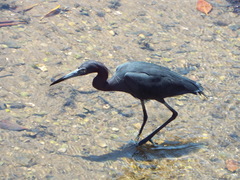 Egretta caerulea