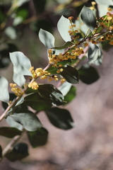 Acacia celastrifolia