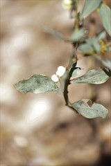 Acacia celastrifolia