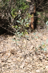 Acacia celastrifolia