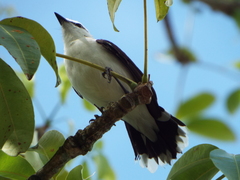 Fluvicola nengeta