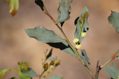 Acacia celastrifolia