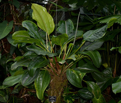 Anthurium ovatifolium