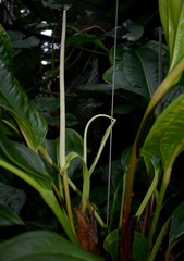 Anthurium ovatifolium