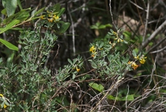 Acmispon dendroideus