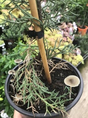 Psilocybe angulospora