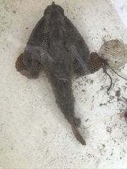 Ogcocephalus