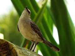 Mimus gilvus