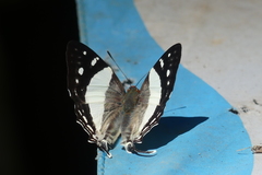 Dodona deodata