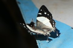Dodona deodata