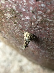 Striglocyrbasia meguae