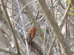 Picumnus cinnamomeus