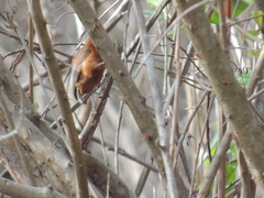 Picumnus cinnamomeus