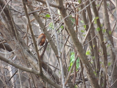 Picumnus cinnamomeus