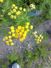 Tanacetum vulgare