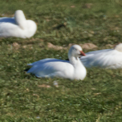 Anser caerulescens × rossii