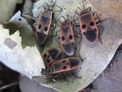 Physopelta parviceps