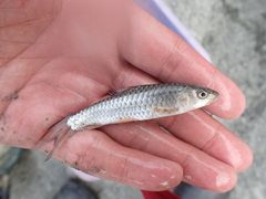 Spinibarbus hollandi