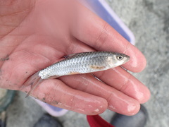 Spinibarbus hollandi