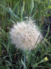 Tragopogon dubius