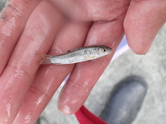 Spinibarbus hollandi