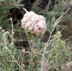 Asphondylia floccosa