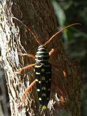 Placosternus erythropus