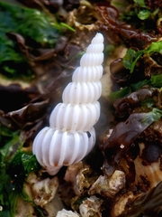 Epitonium indianorum