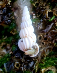 Epitonium indianorum