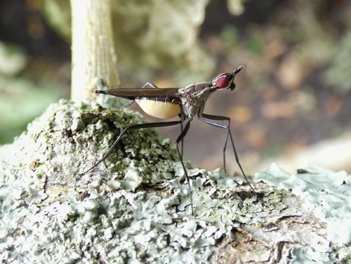 Neriidae image