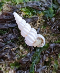 Epitonium indianorum