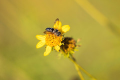 Synocoelioxys