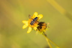 Synocoelioxys