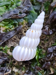 Epitonium indianorum