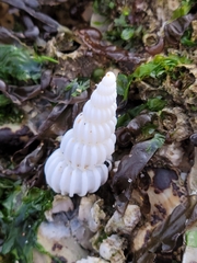 Epitonium indianorum