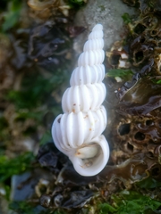 Epitonium indianorum