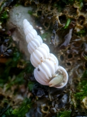 Epitonium indianorum