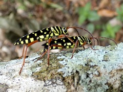 Placosternus erythropus