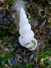 Epitonium indianorum