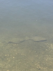 Paralichthys californicus