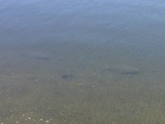 Paralichthys californicus