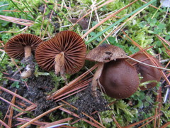Cortinarius