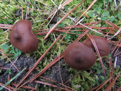 Cortinarius
