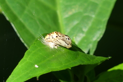 Simiskina phalia