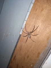 Heteropodinae