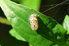 Simiskina phalia