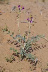 Astragalus lentiginosus borreganus